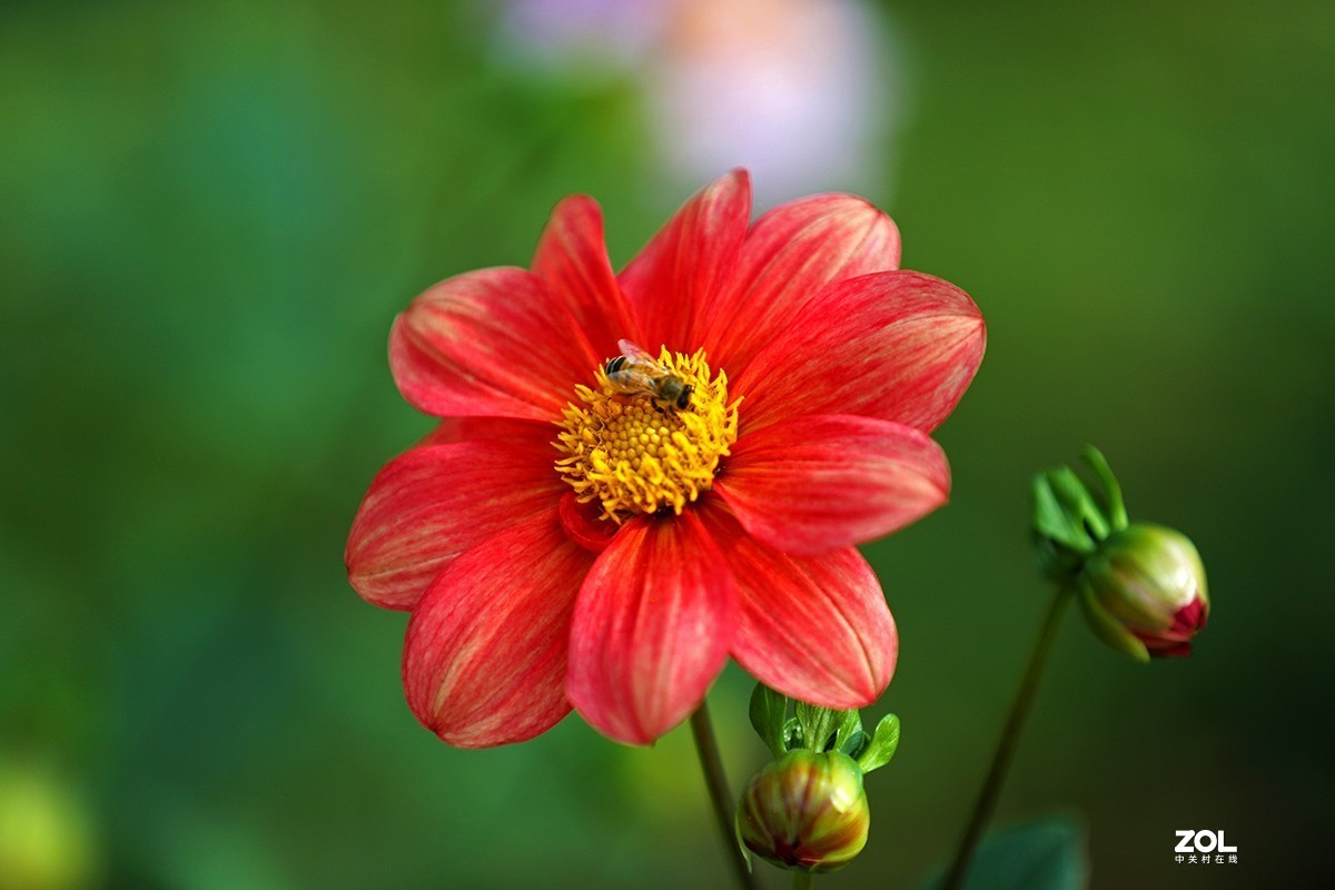 沾花惹草植物园