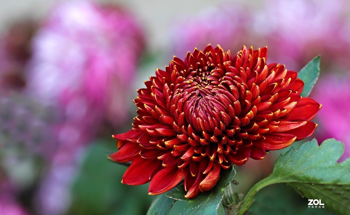 沾花惹草植物园