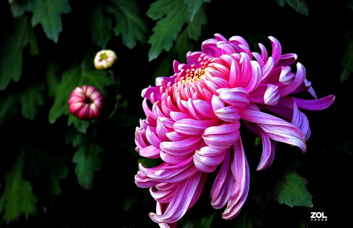 沾花惹草植物园