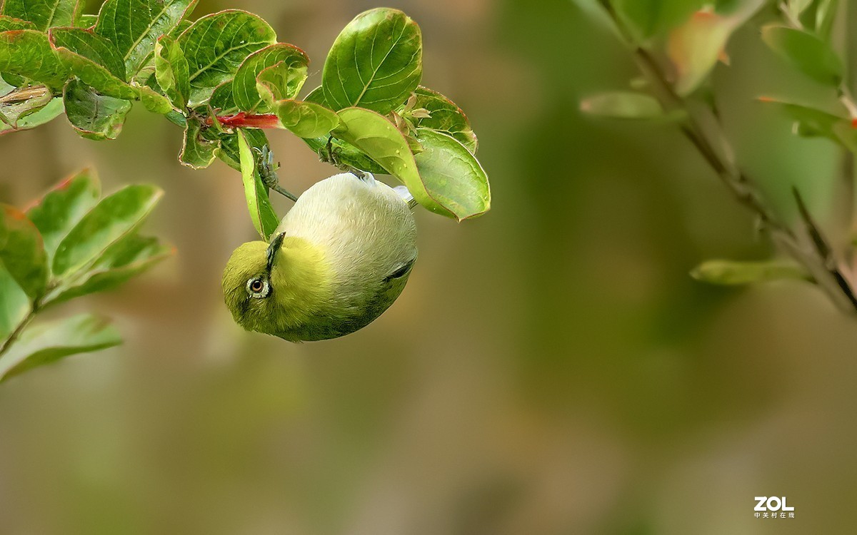 21159---公园随拍的绣眼（7）