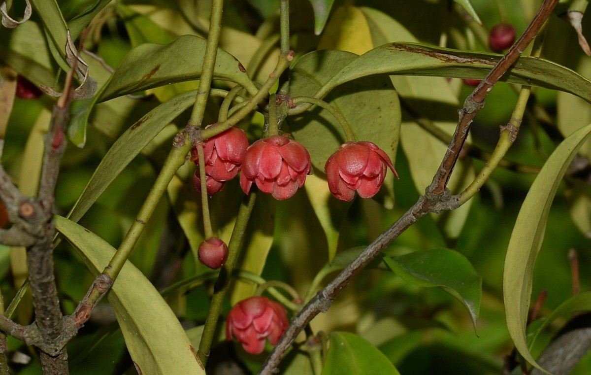 红茴香花图片