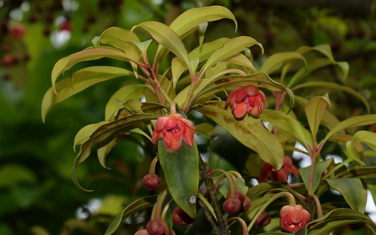 红茴香花图片