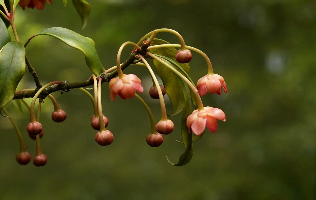 红茴香花图片