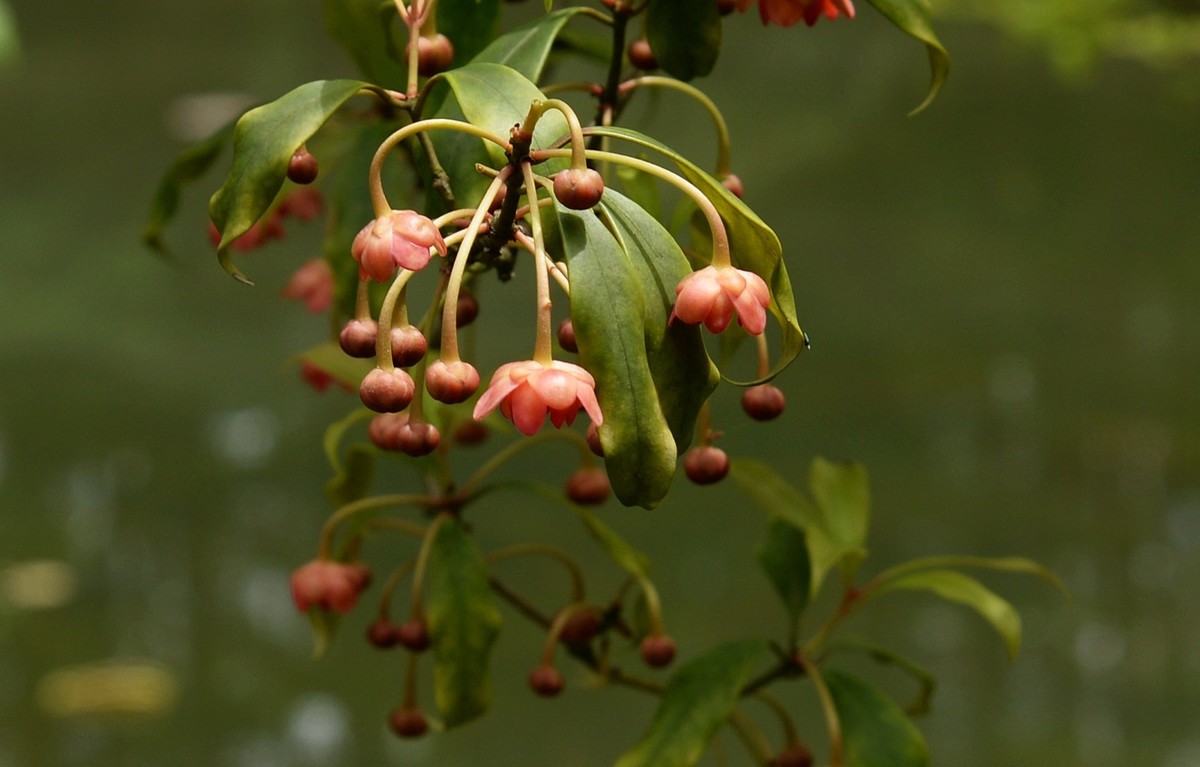 红茴香花图片