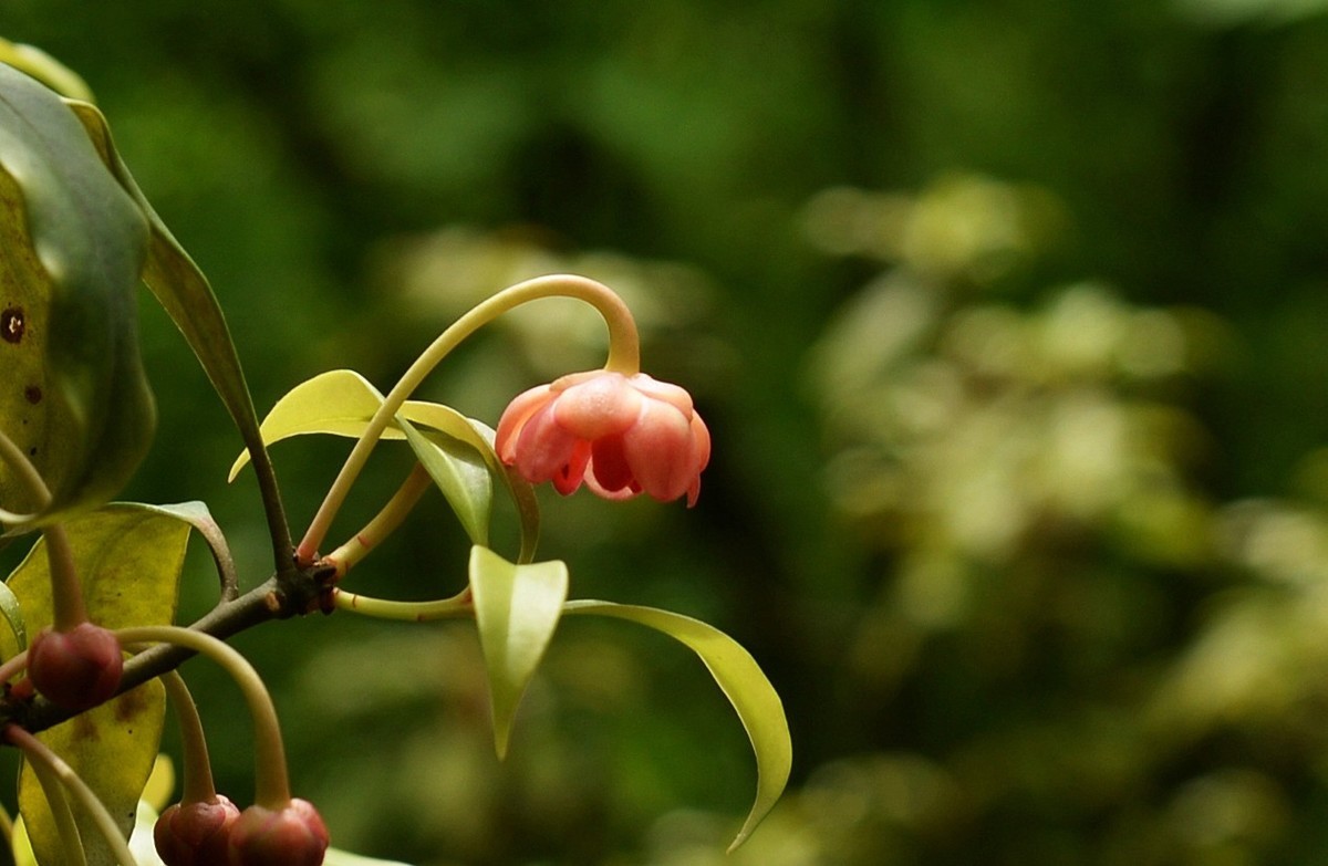 红茴香花图片