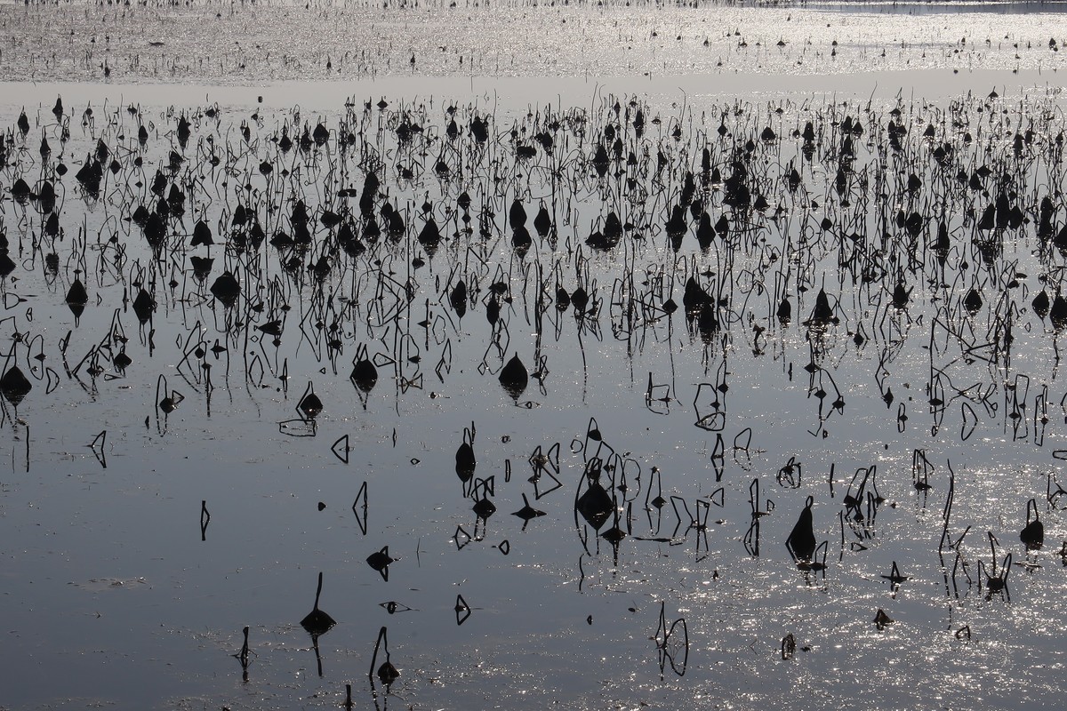202112天津东丽湖郊野公园