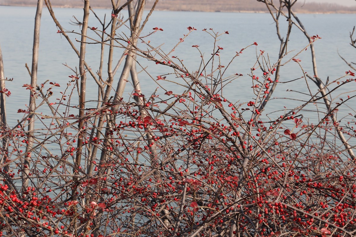 202112天津东丽湖郊野公园