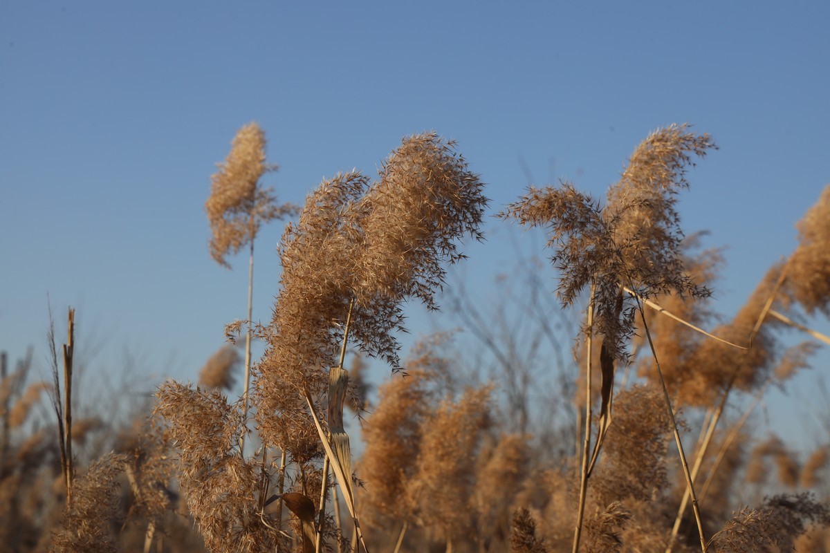 202112天津东丽湖郊野公园
