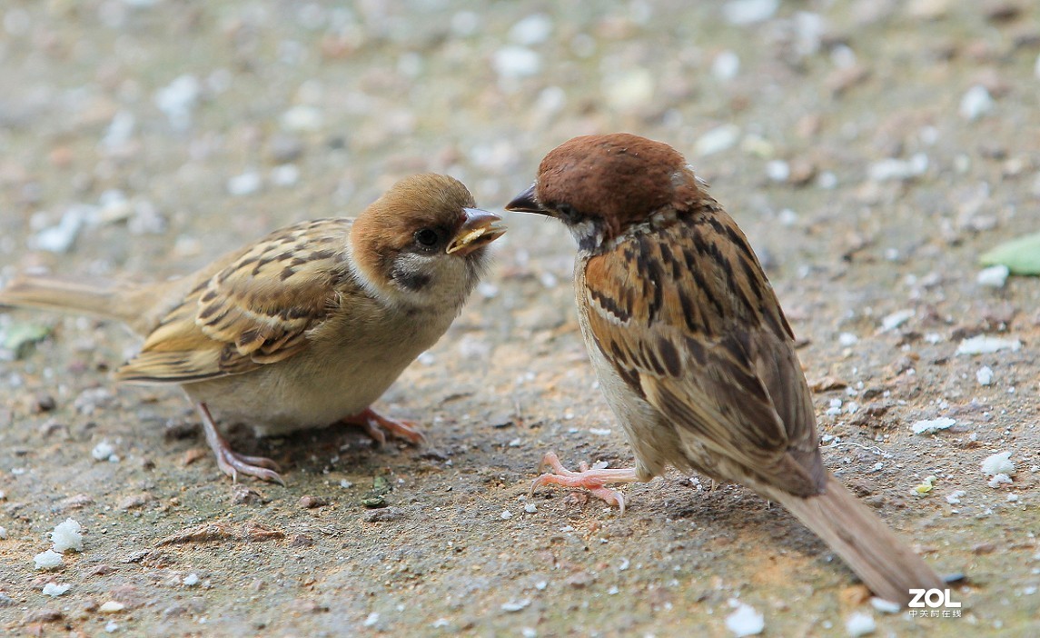 祝大家七夕节快乐《七夕节的景色》最近外出有事几天，请假一段时间。特此一贴