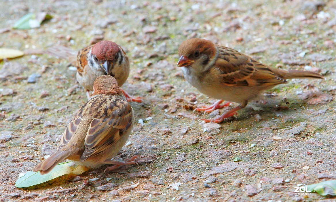 祝大家七夕节快乐《七夕节的景色》最近外出有事几天，请假一段时间。特此一贴