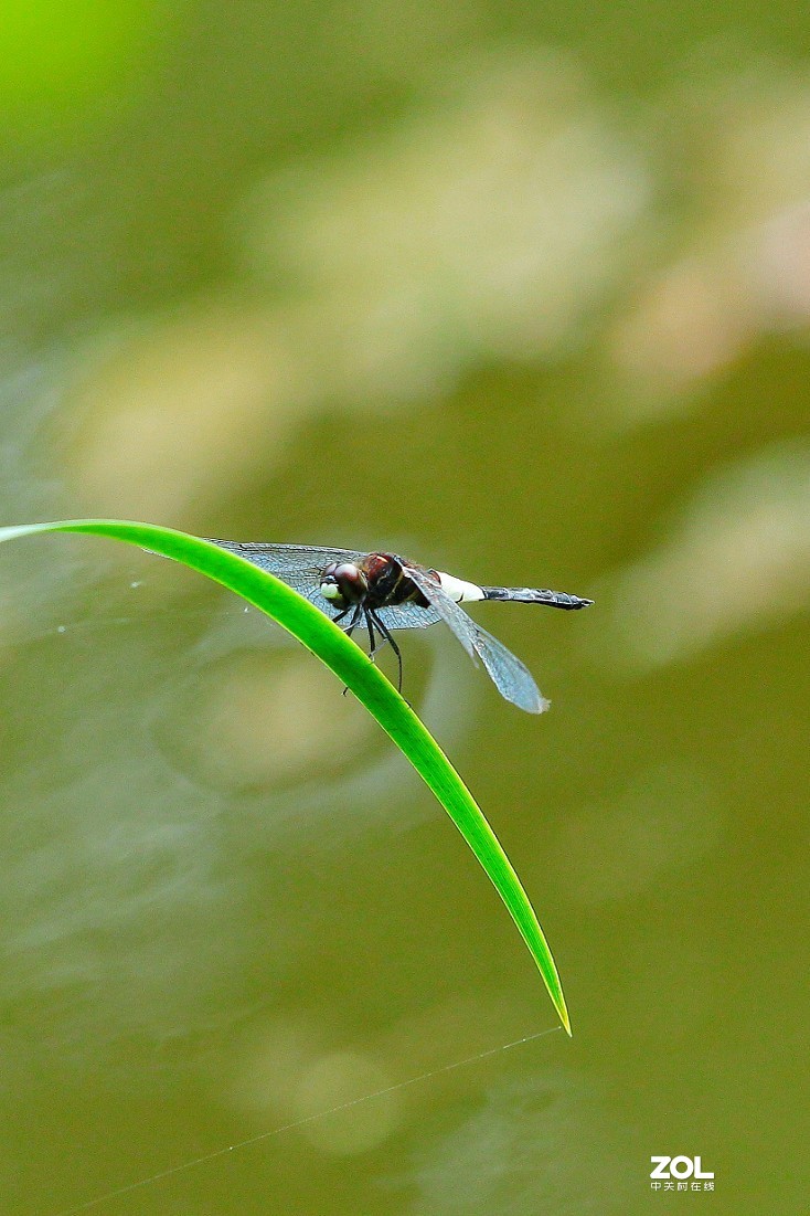 祝大家七夕节快乐《七夕节的景色》最近外出有事几天，请假一段时间。特此一贴