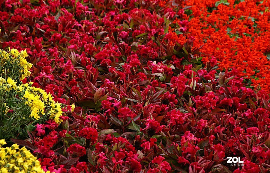 兴济花海之鸡冠花！（怎么这么难拍呀！）