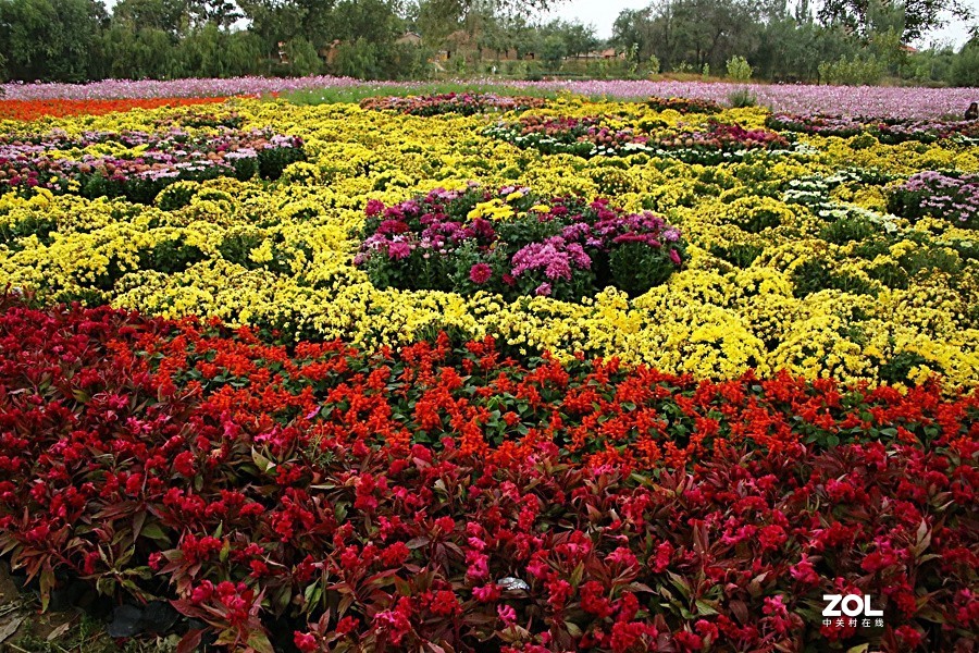 兴济花海之鸡冠花！（怎么这么难拍呀！）