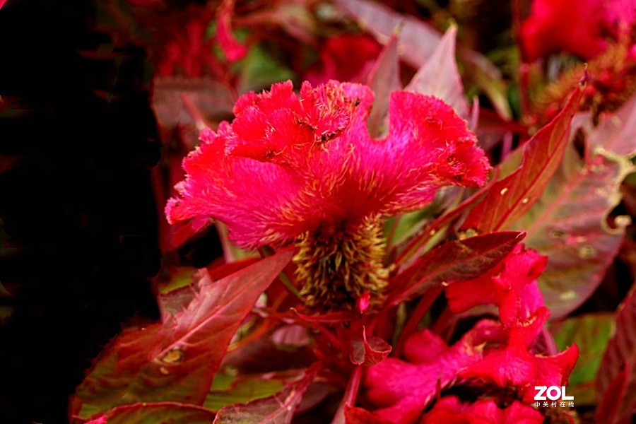 兴济花海之鸡冠花！（怎么这么难拍呀！）