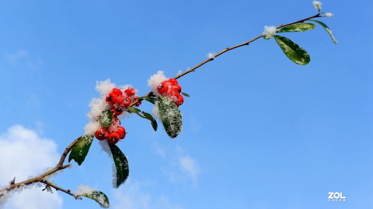 一点丹红雪里开