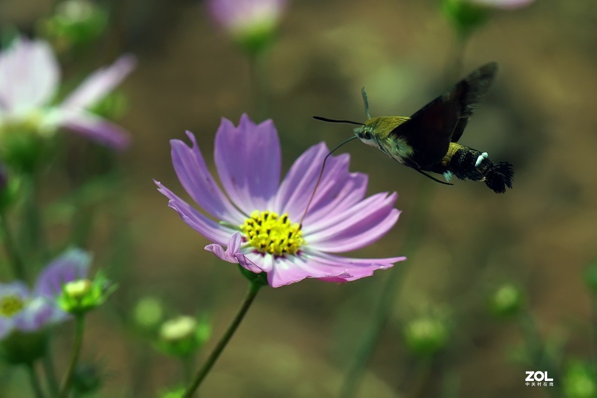 老箱底_天喙蛾6