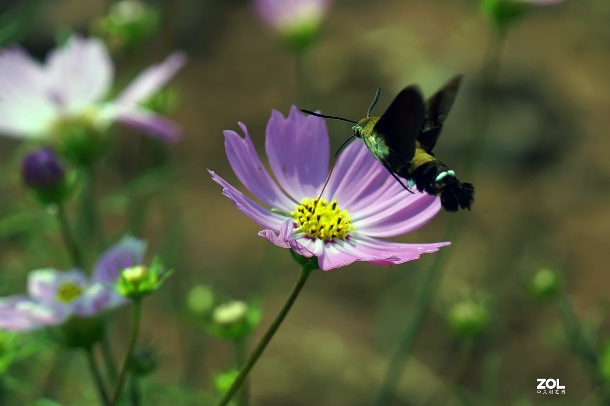 老箱底_天喙蛾6