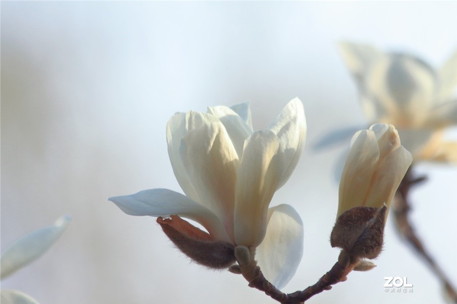 盛开的玉兰花（2）
