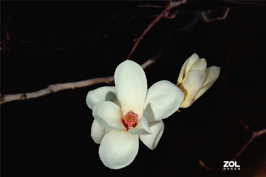 盛开的玉兰花（2）