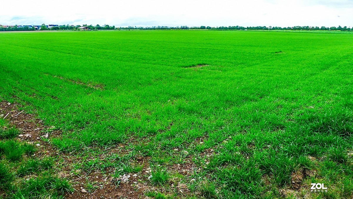 “绿毯”拜“赤峰”--祝师友安好！！