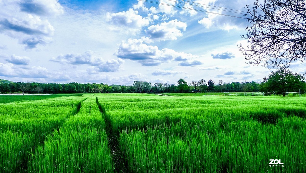 “绿毯”拜“赤峰”--祝师友安好！！