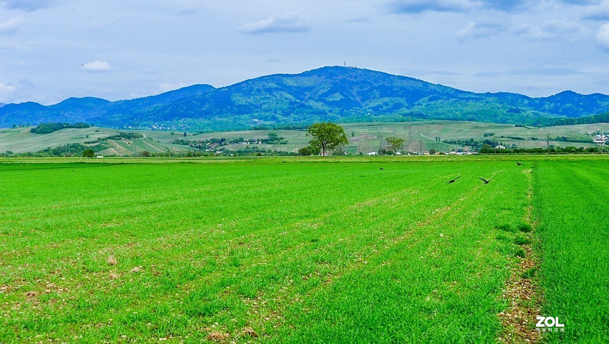 “绿毯”拜“赤峰”--祝师友安好！！