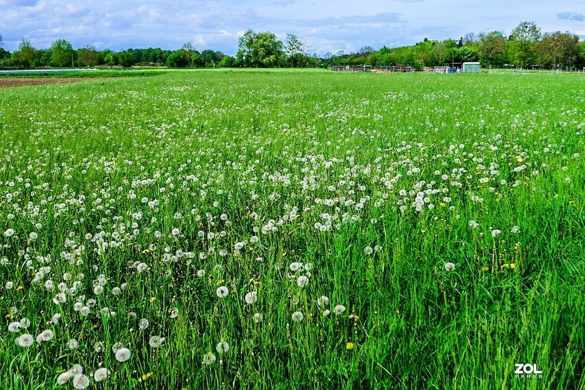 “绿毯”拜“赤峰”--祝师友安好！！