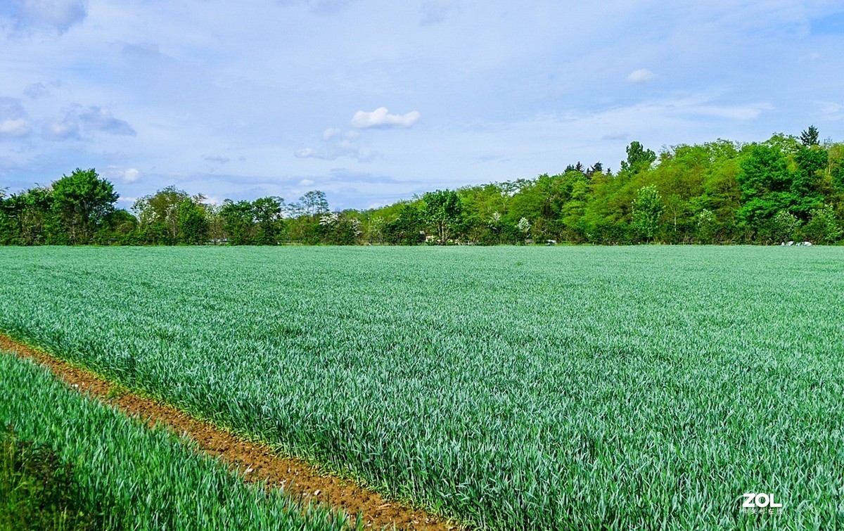 “绿毯”拜“赤峰”--祝师友安好！！