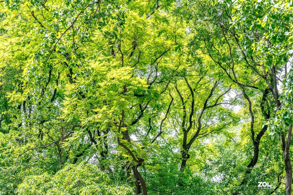 临朐老龙湾的春天
