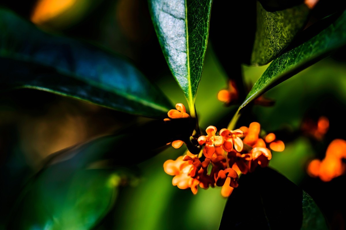 房前桂花沁心脾