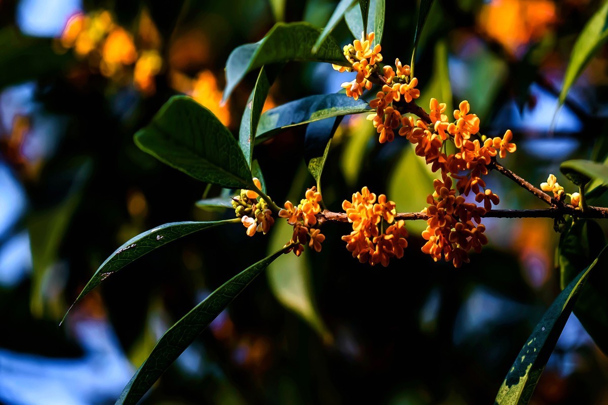 房前桂花沁心脾