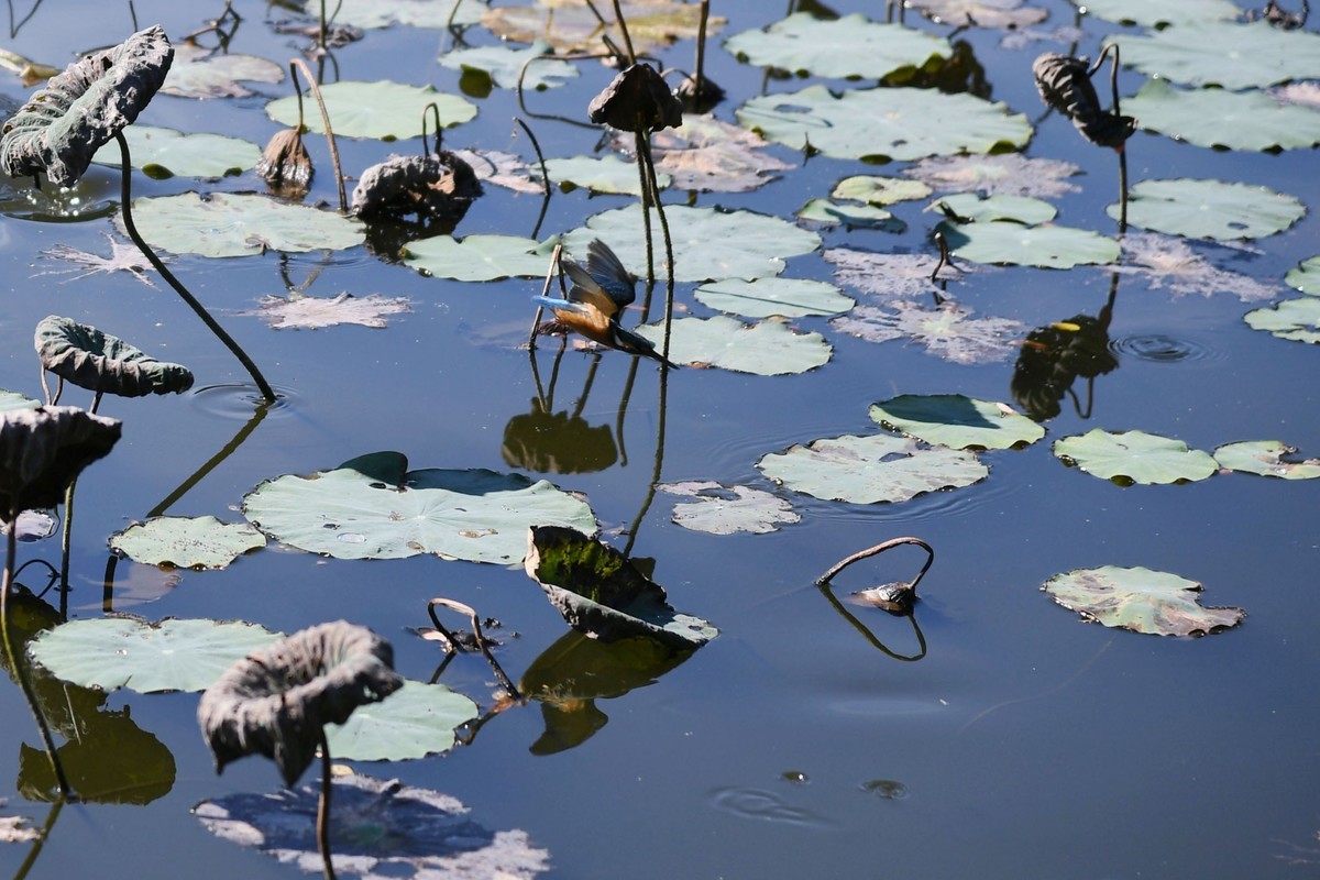 流花湖小翠捉小魚。