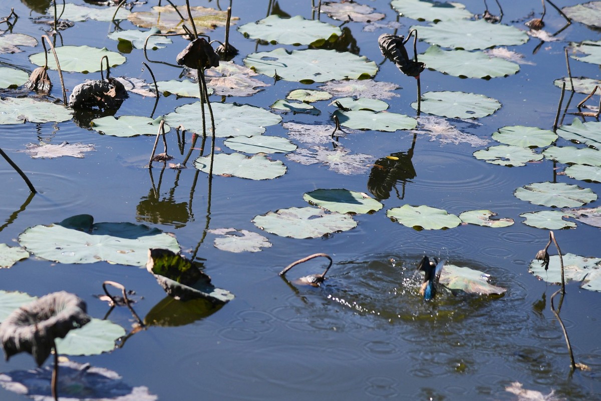 流花湖小翠捉小魚。