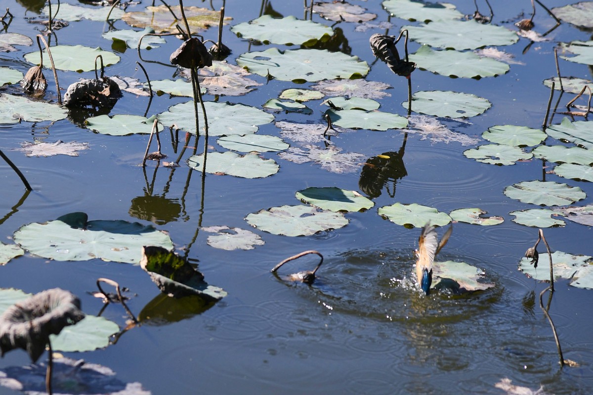 流花湖小翠捉小魚。