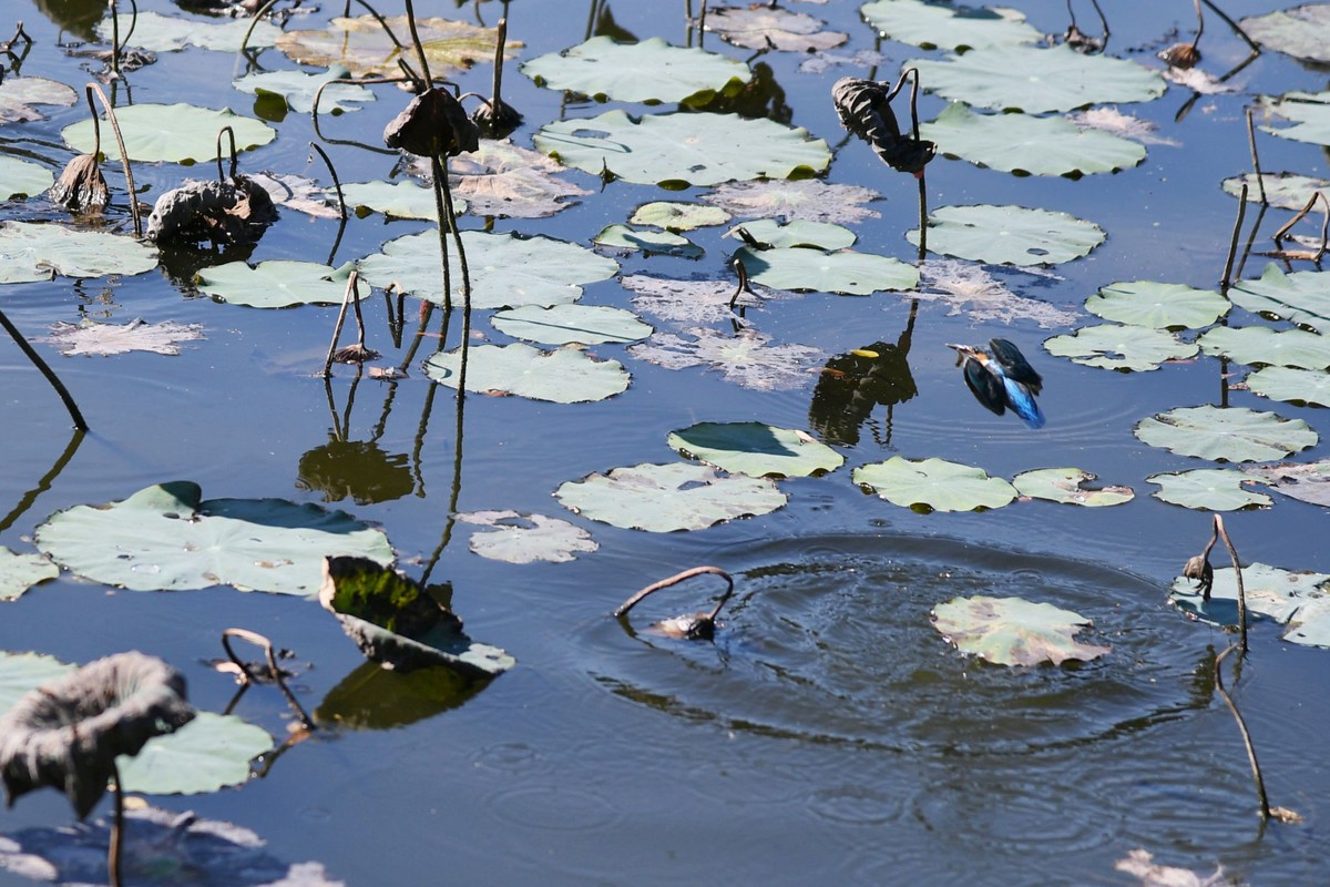 流花湖小翠捉小魚。