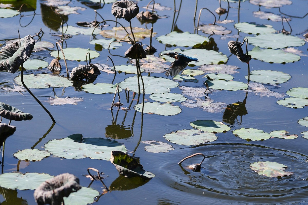 流花湖小翠捉小魚。