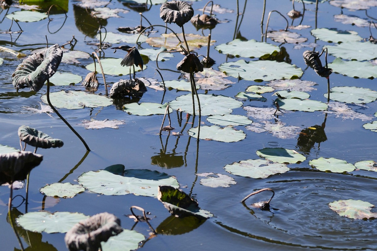 流花湖小翠捉小魚。