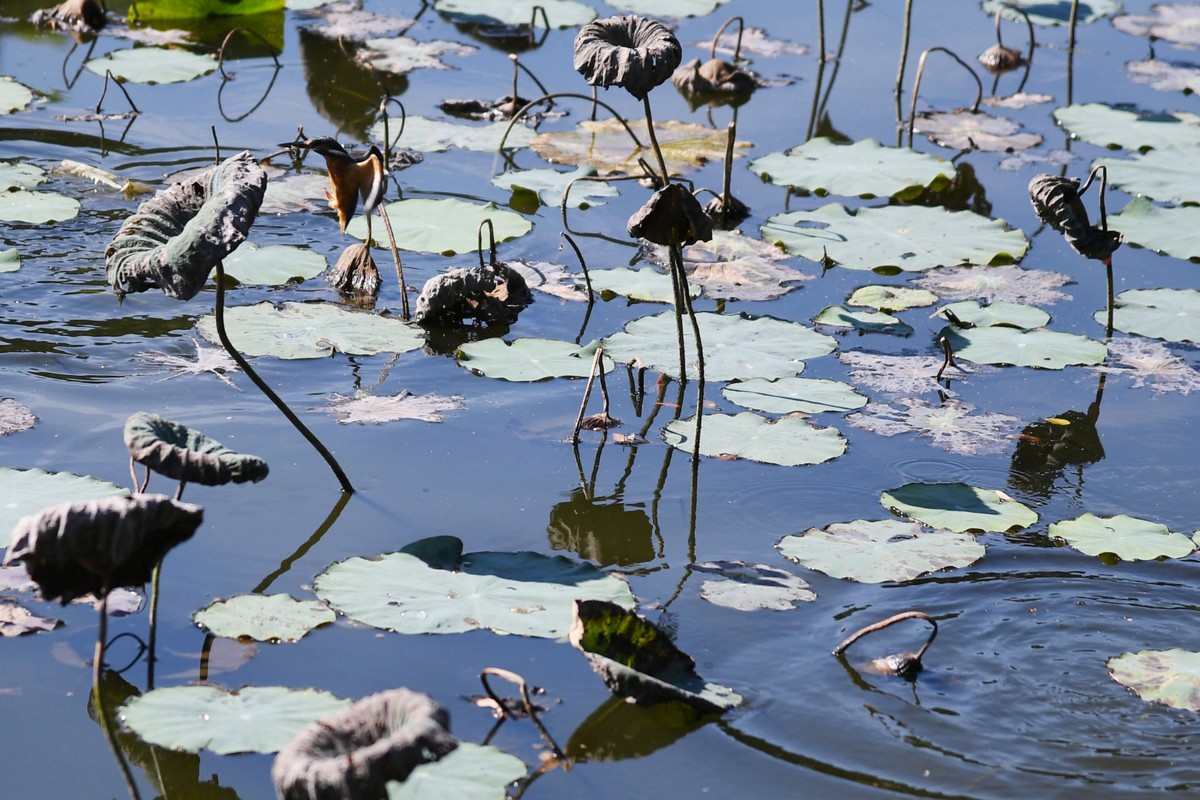 流花湖小翠捉小魚。