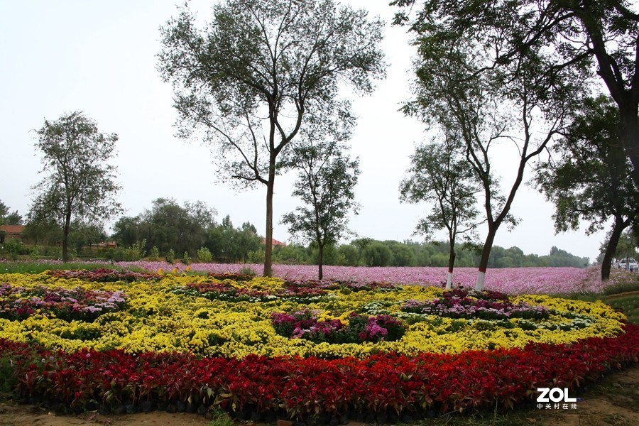 兴济花海之鸡冠花！（怎么这么难拍呀！）