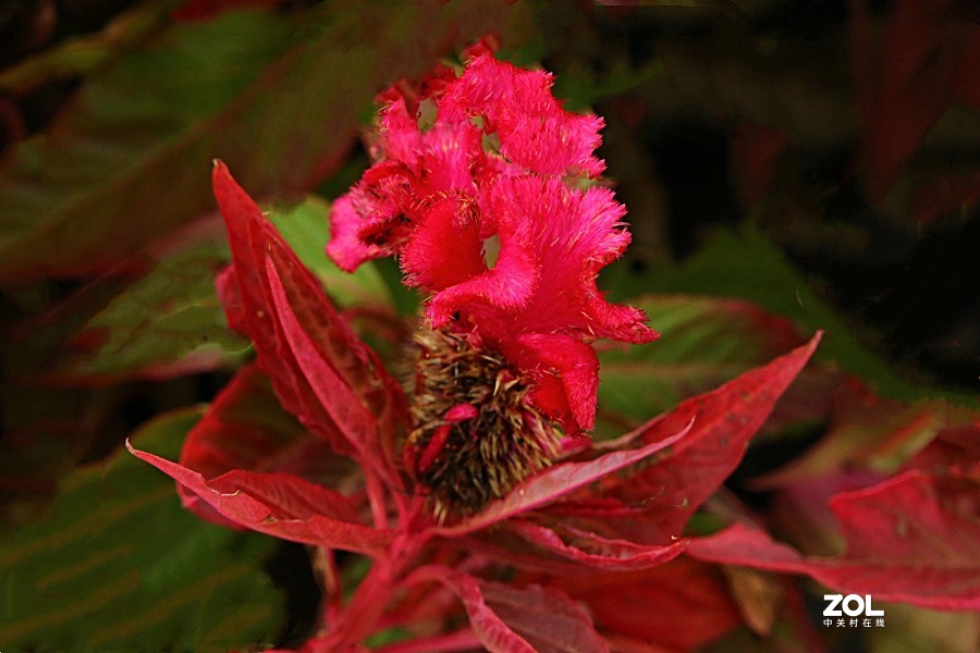 兴济花海之鸡冠花！（怎么这么难拍呀！）