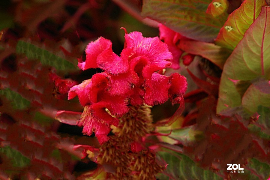 兴济花海之鸡冠花！（怎么这么难拍呀！）