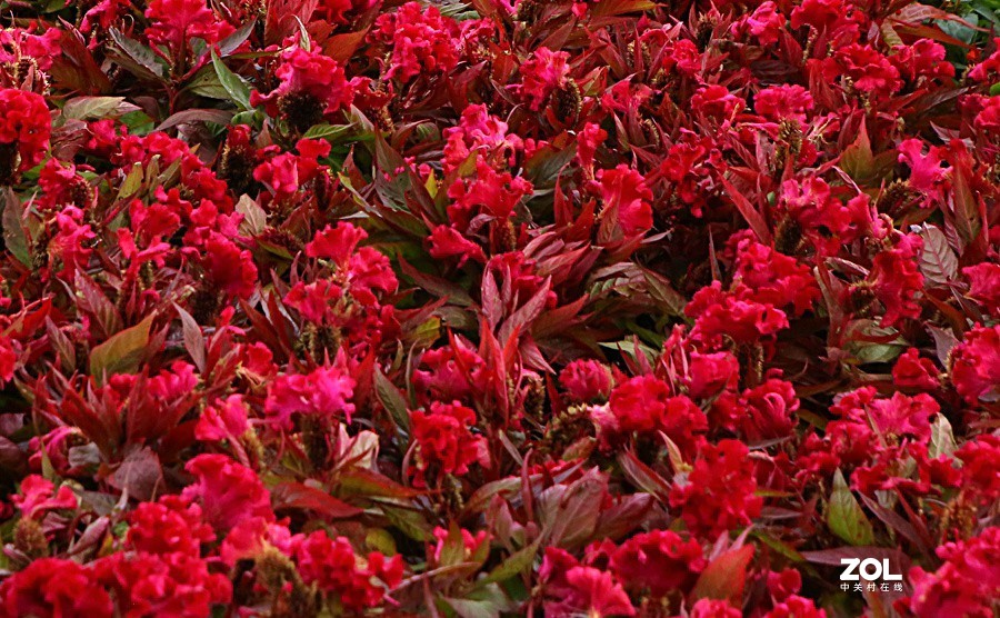 兴济花海之鸡冠花！（怎么这么难拍呀！）