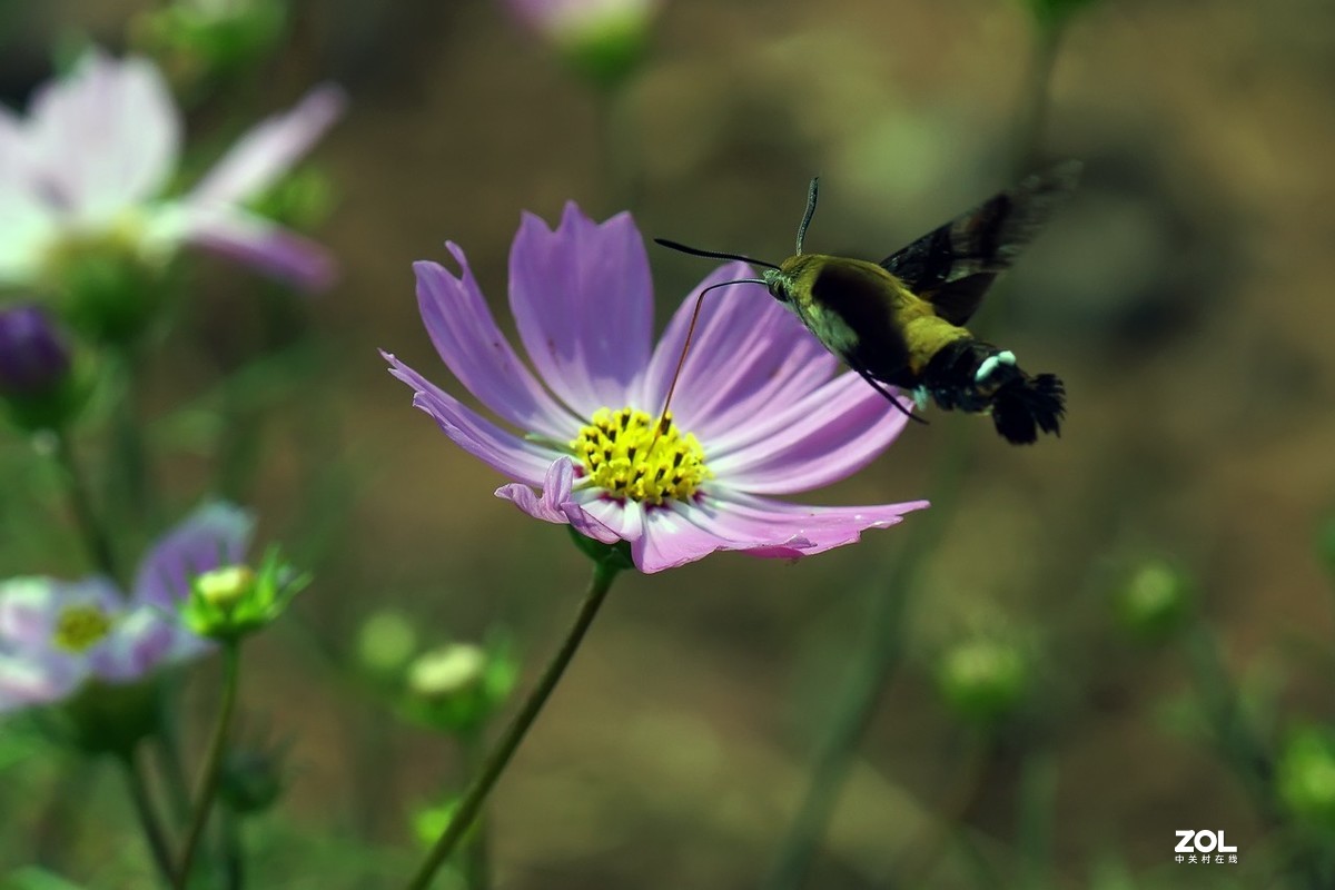 老箱底_天喙蛾6