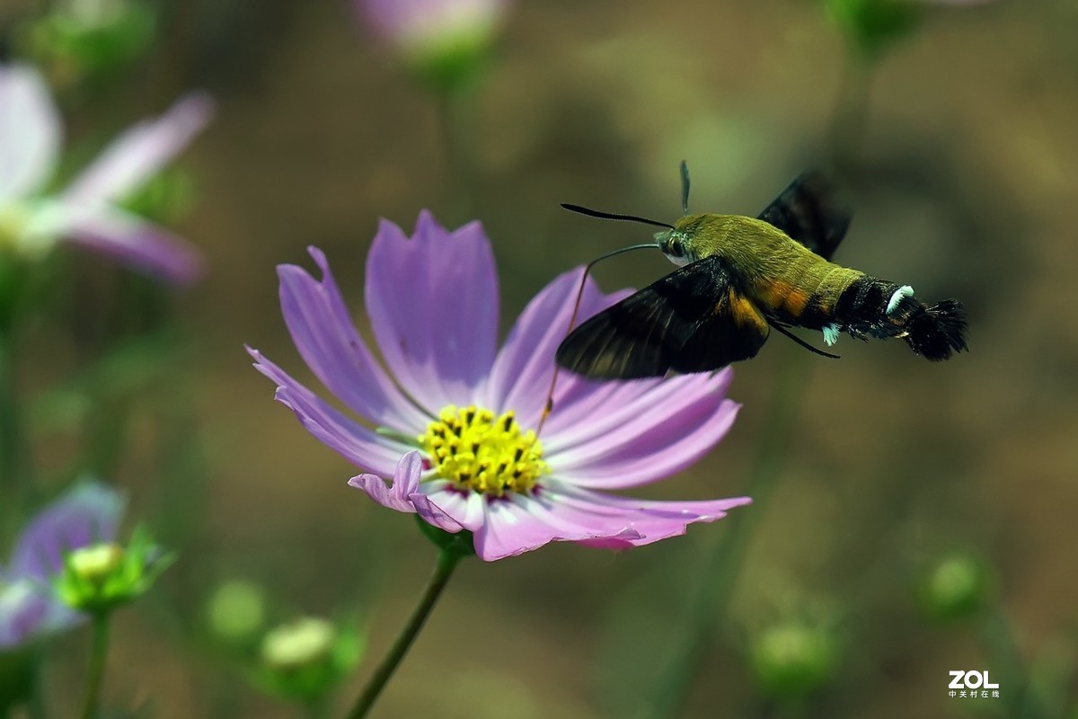 老箱底_天喙蛾6