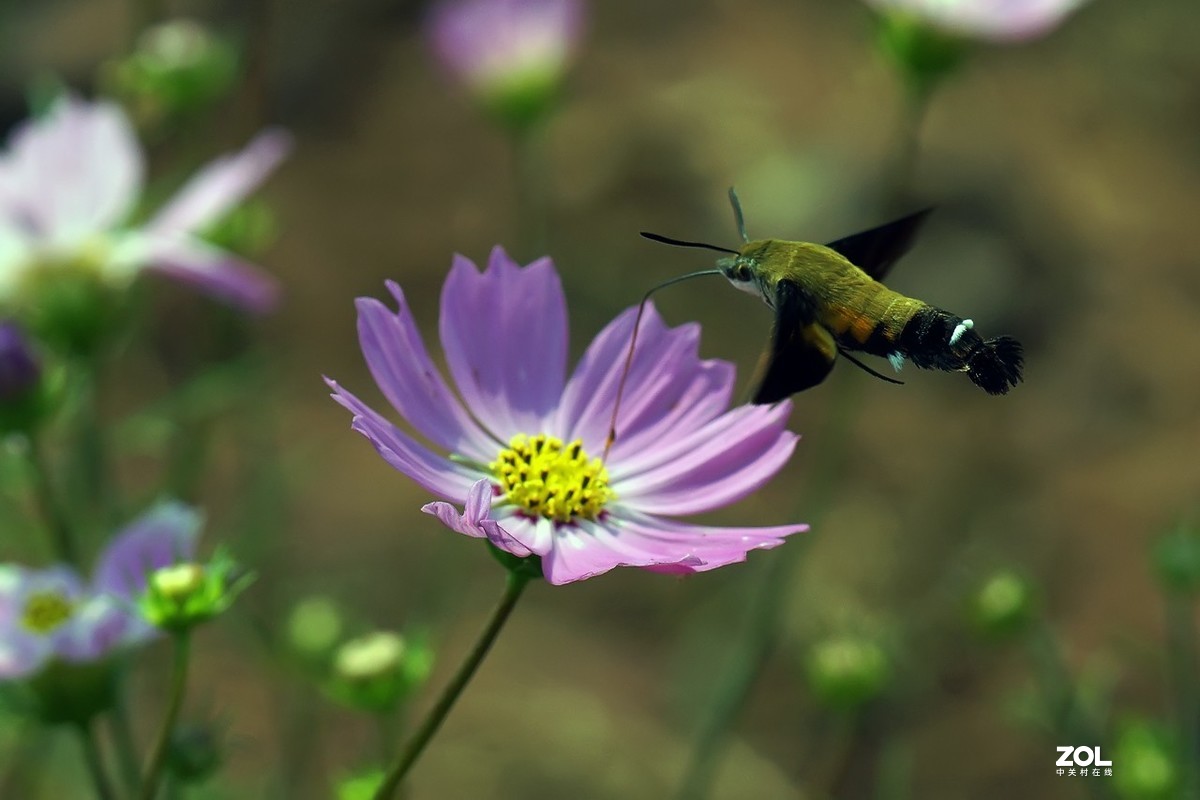 老箱底_天喙蛾6