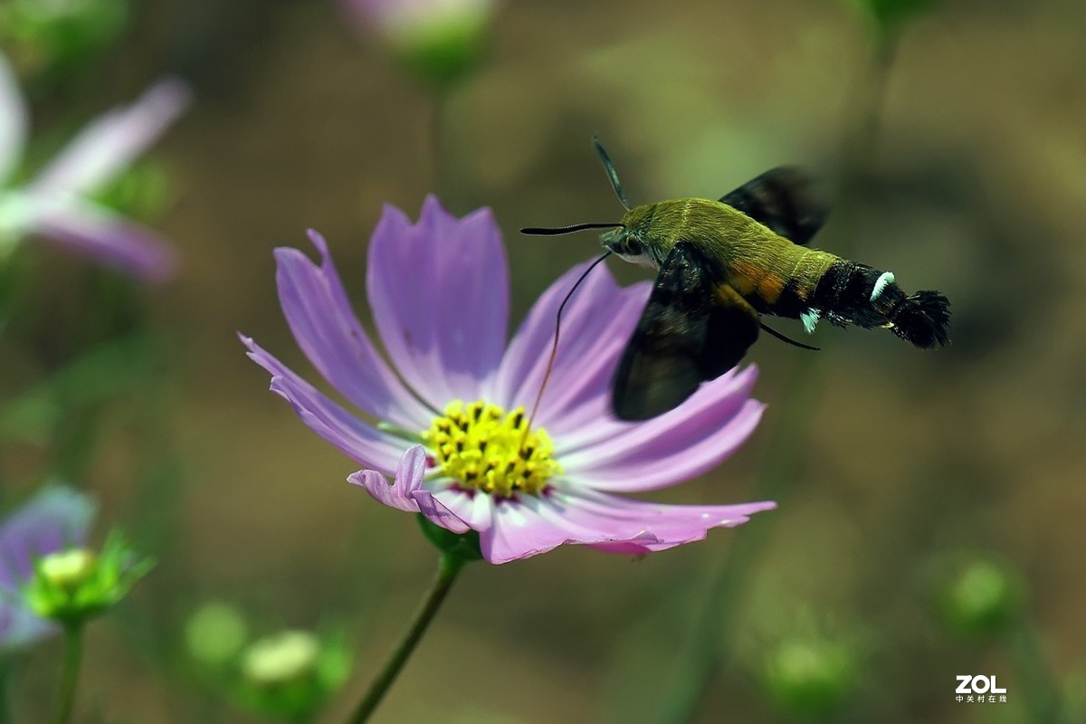 老箱底_天喙蛾6