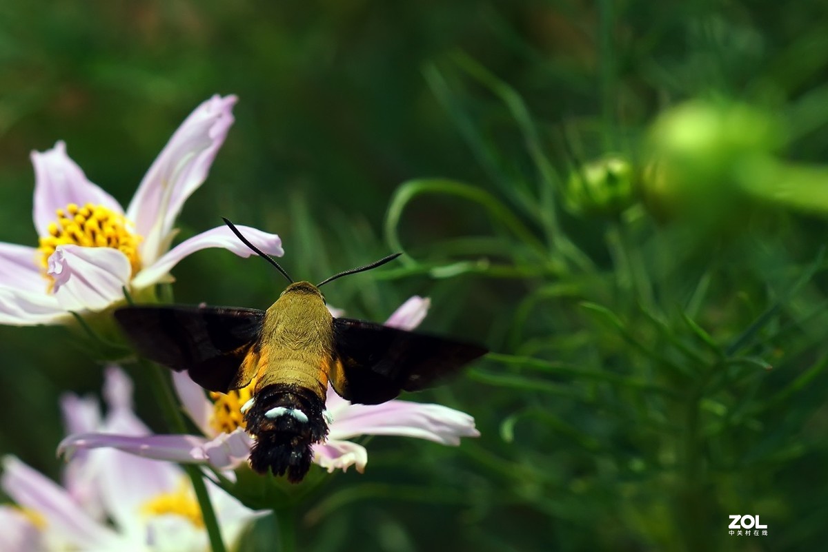 老箱底_天喙蛾6