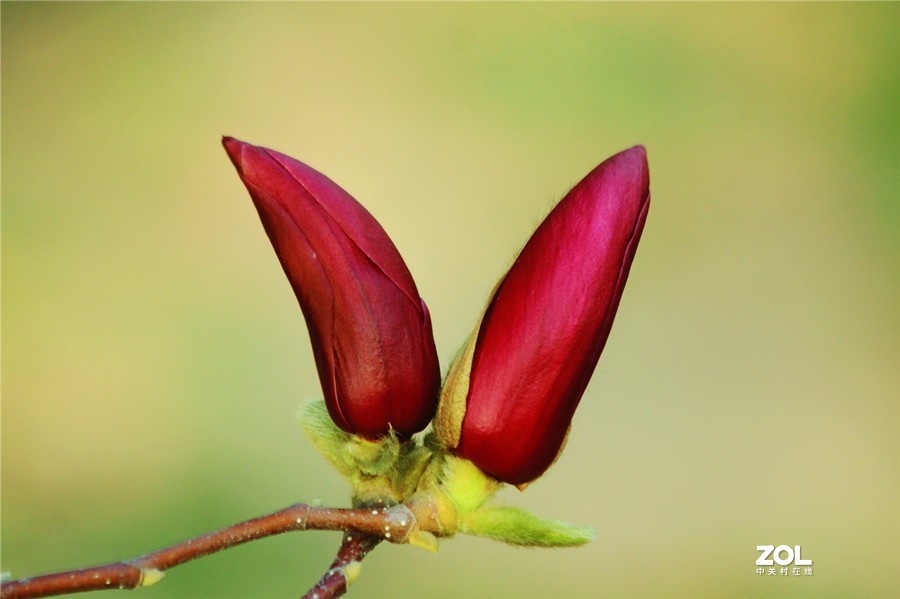 盛开的玉兰花（2）