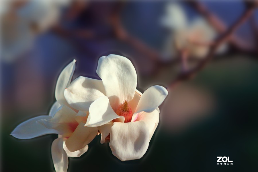 盛开的玉兰花（2）