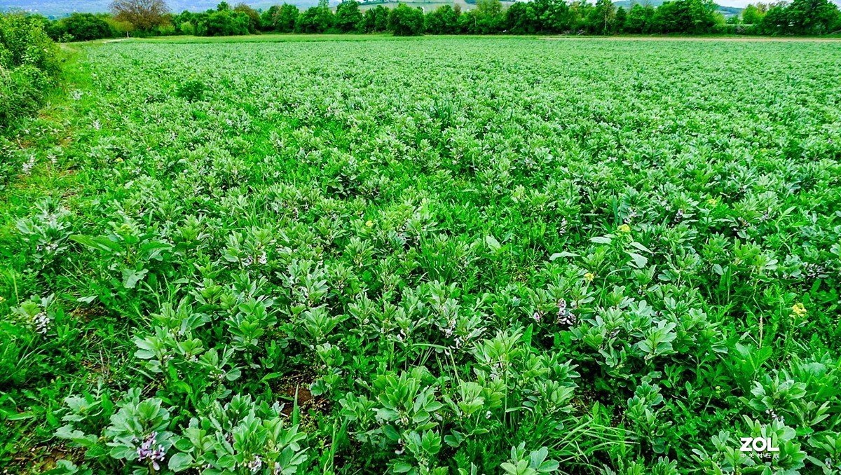 “绿毯”拜“赤峰”--祝师友安好！！